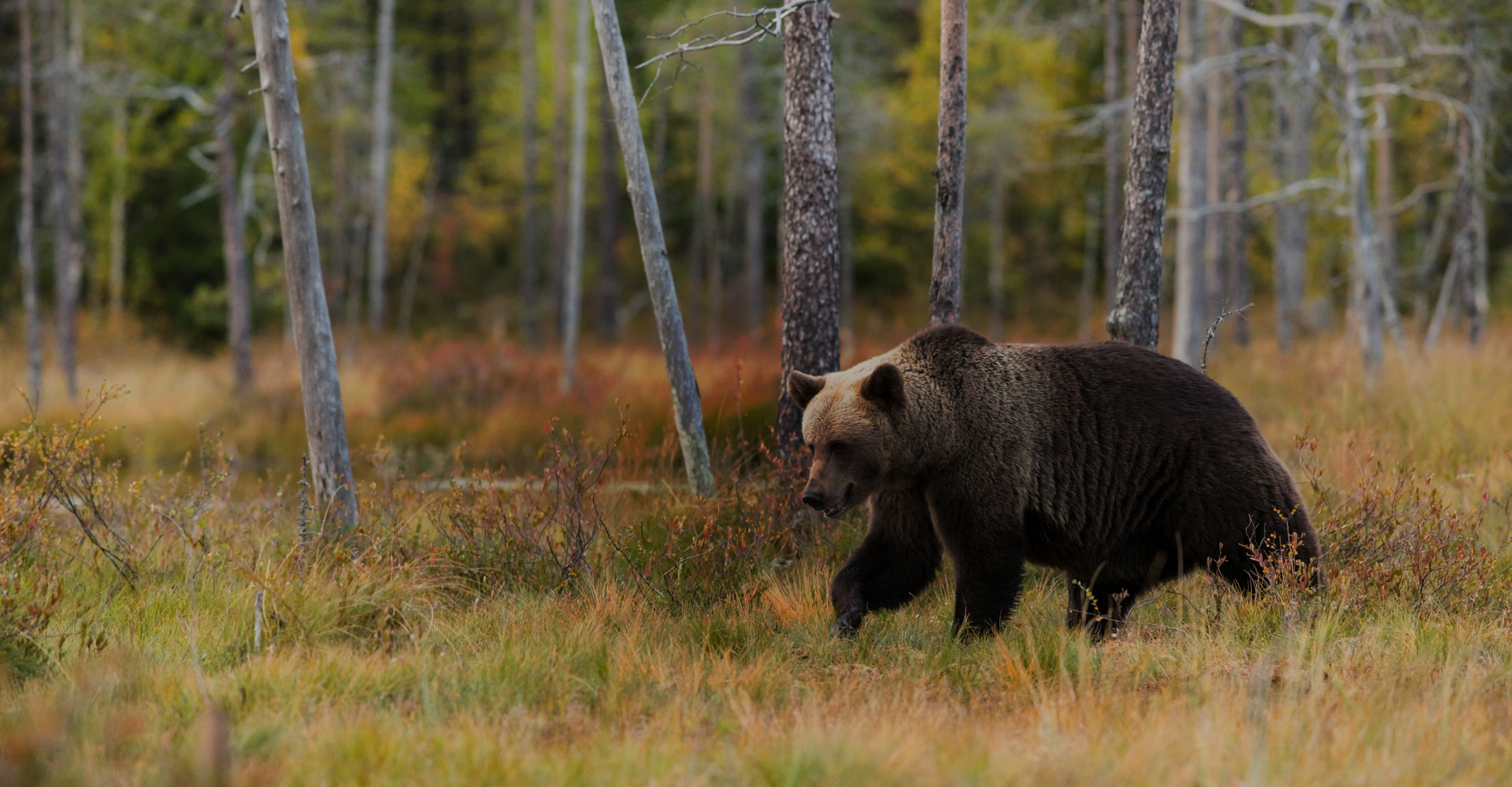 A brown bear walks through a forest clearing with tall, thin trees and a mix of green and brown grass. The forest floor is covered in autumn foliage, adding a touch of color to the scene. The background shows a dense, leafy forest.