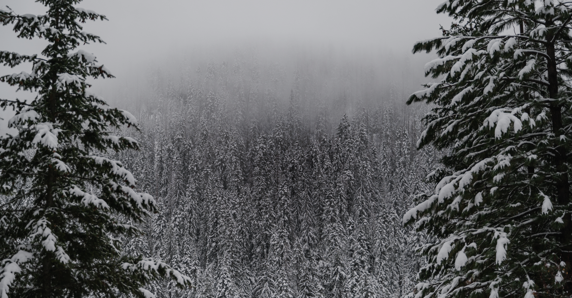 A dense forest of evergreen trees is covered in snow, creating a white, wintry scene. The tops of the trees are barely visible through the heavy fog, and two larger trees frame the image on either side with accumulated snow on their branches.