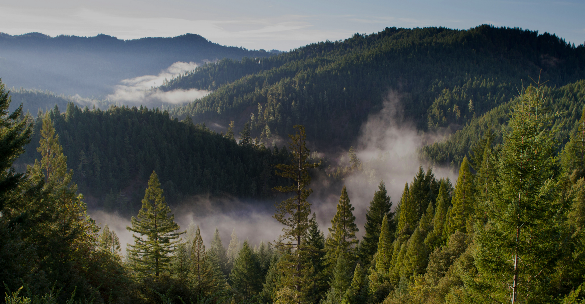 A scenic view of a dense forested valley with rolling hills covered in evergreen trees. Low-lying mist hovers between the trees, creating a serene and mystical atmosphere. The sky above is clear with a hint of morning light illuminating the landscape.