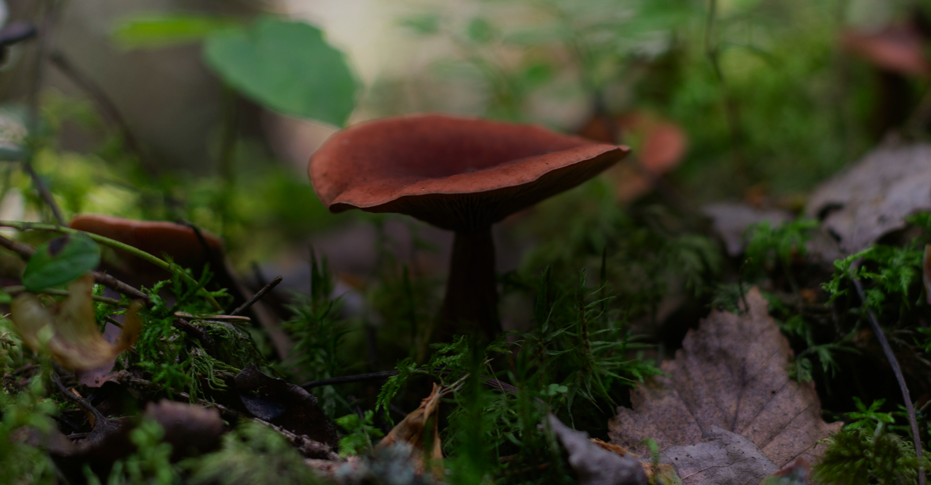 A close-up of a brown mushroom with a wide cap growing amid moss and fallen leaves in a forest environment. The background is blurred, highlighting the earthy textures and natural setting.