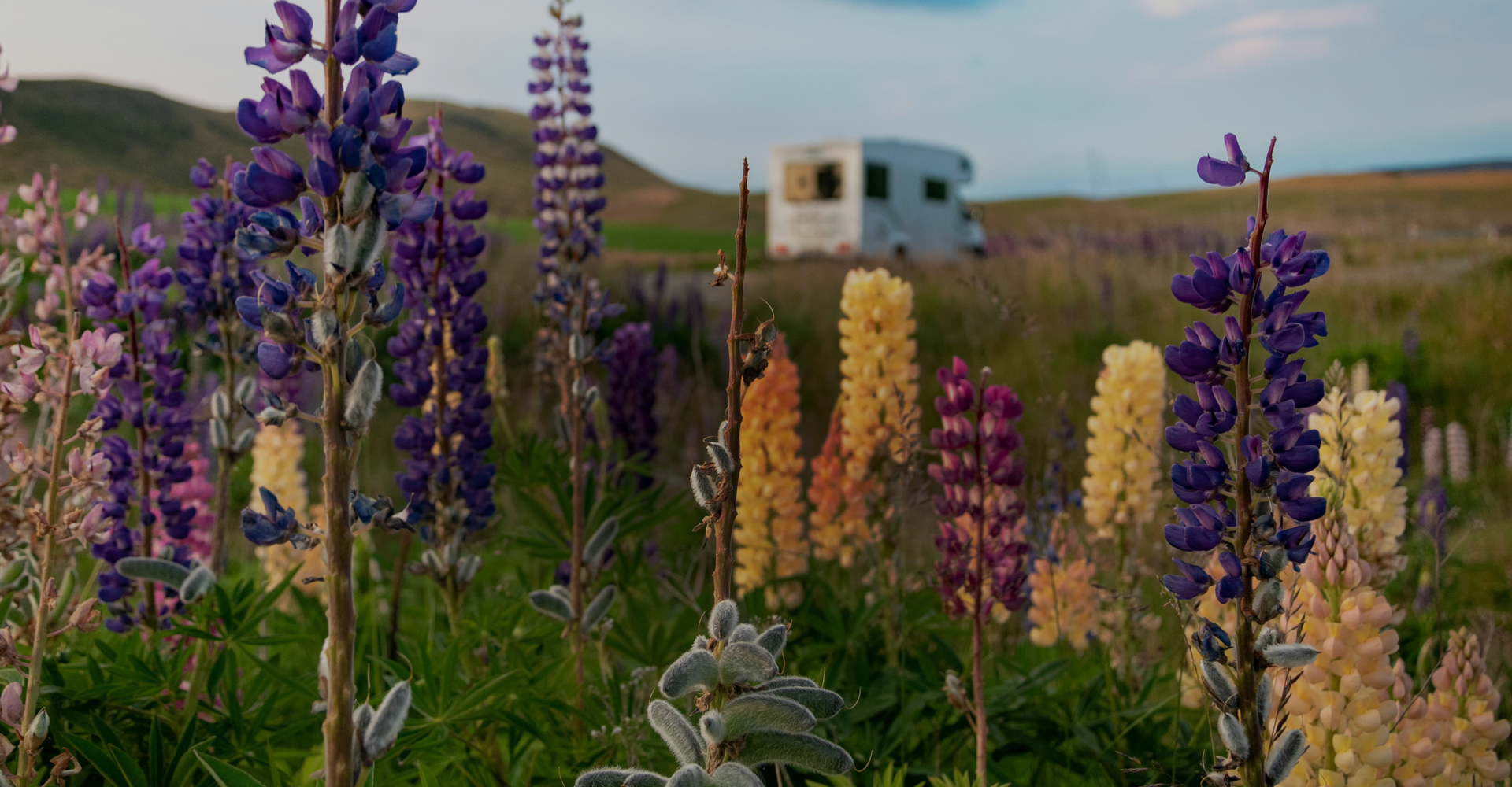A field of vibrant, multicolored lupine flowers in full bloom with a blurry white RV parked in the background. The sky is partly cloudy, suggesting a calm and pleasant day. Hills are faintly visible in the distance.