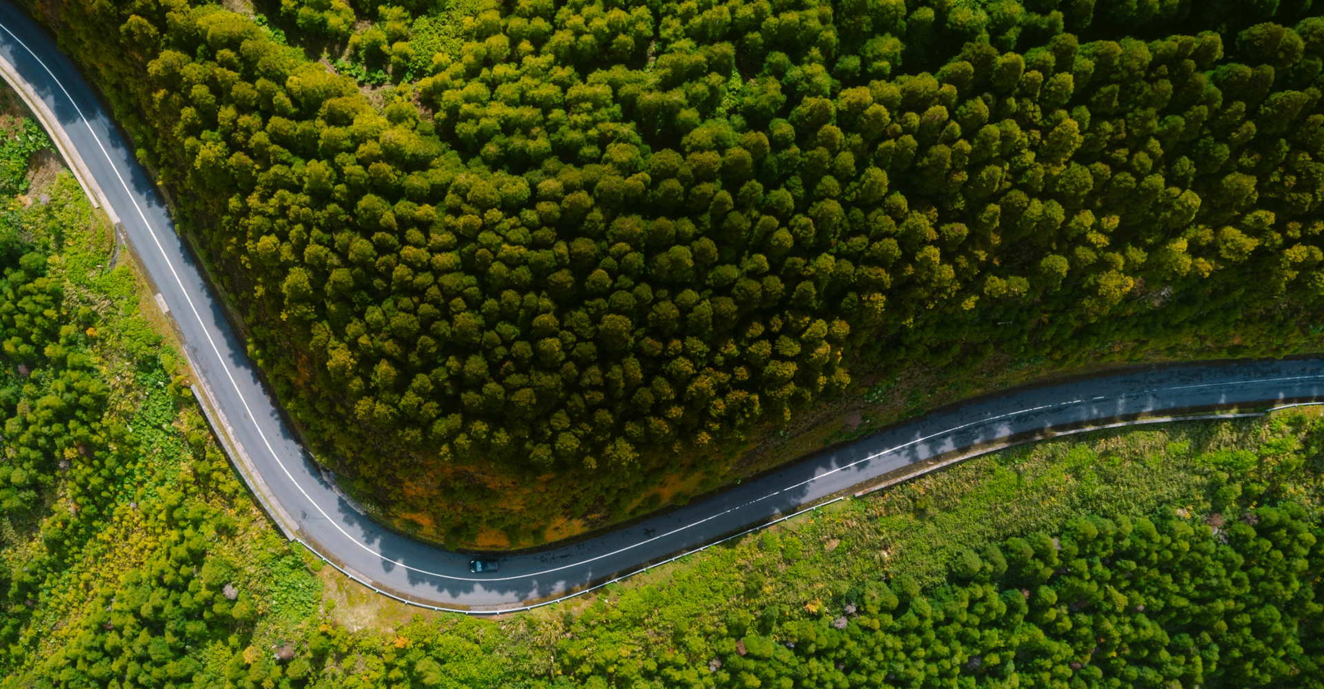 Aerial view of a winding road cutting through a dense, green forest. The road forms a sharp curve, dividing the lush vegetation. Sunlight casts shadows, highlighting the texture and depth of the trees. Vehicles are visible on the road.