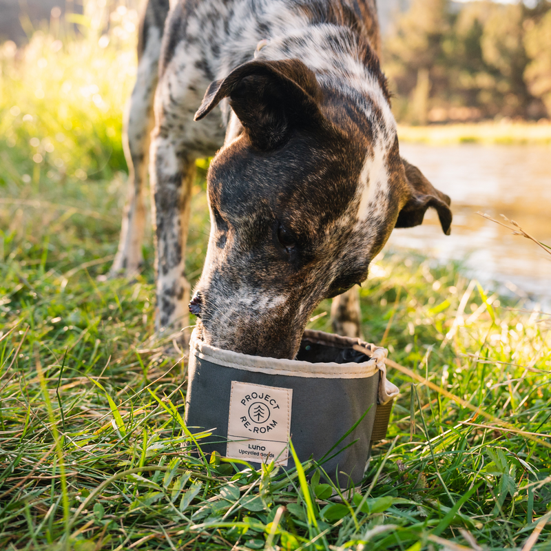 A dog with a brindle coat is drinking from an eco-friendly, collapsible dog bowl labeled "Luno HQ Collapsible Dog Bowl" while standing on grass near a lake. The sun is shining, and the background features trees and a sunlit landscape.