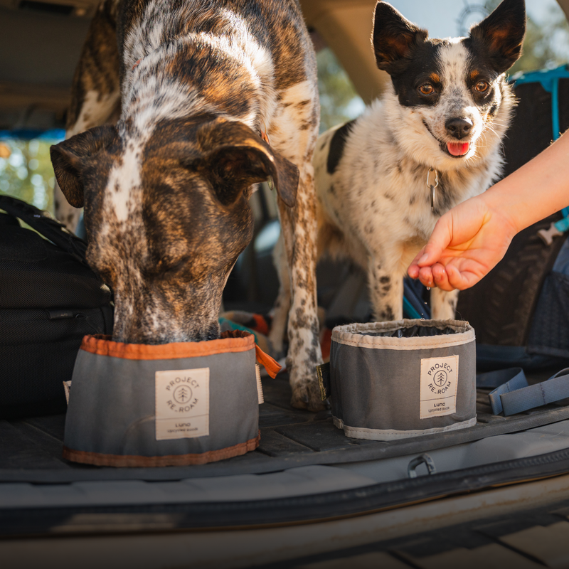 Two dogs inside the back of a vehicle enjoy treats from eco-friendly, collapsible travel bowls labeled "Luno HQ." One dog, with a brindle coat, is focused on eating, while the other, a black-and-white dog, looks up as a human hand offers a treat.