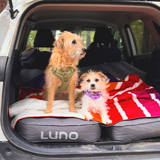 Two small, furry dogs sit on an inflatable mattress in the back of a vehicle. One dog is wearing a green harness, and the other is wearing a purple harness. They are surrounded by colorful blankets, and the vehicle's rear hatch is open, revealing a forested background.