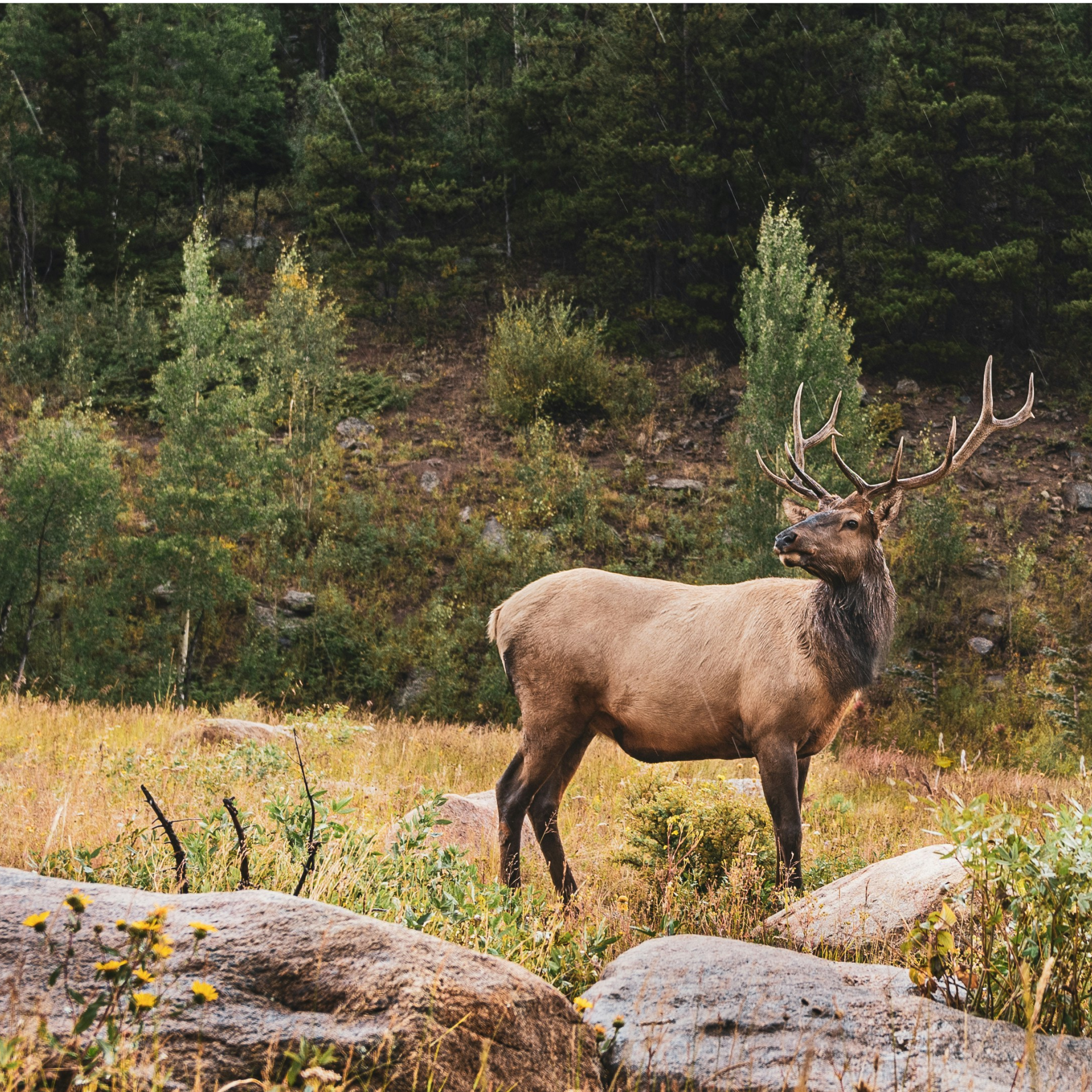 respect wild lands and wildlife