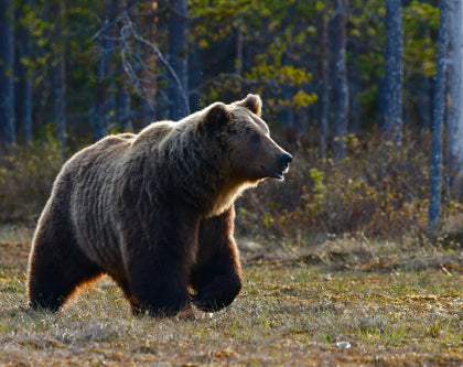 11 Tips To Avoid Dangerous Plants and Animals While Camping