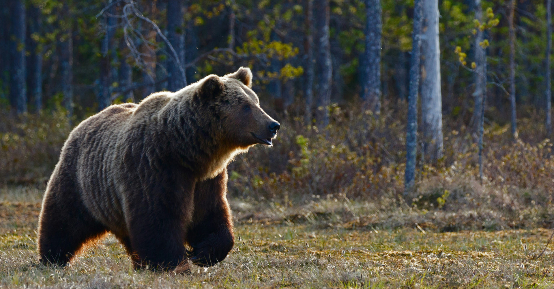 A large brown bear stands on all fours in a forest clearing. Its thick fur is illuminated by soft sunlight filtering through the trees. The background is dense with various trees and underbrush, giving a sense of a wilderness habitat.