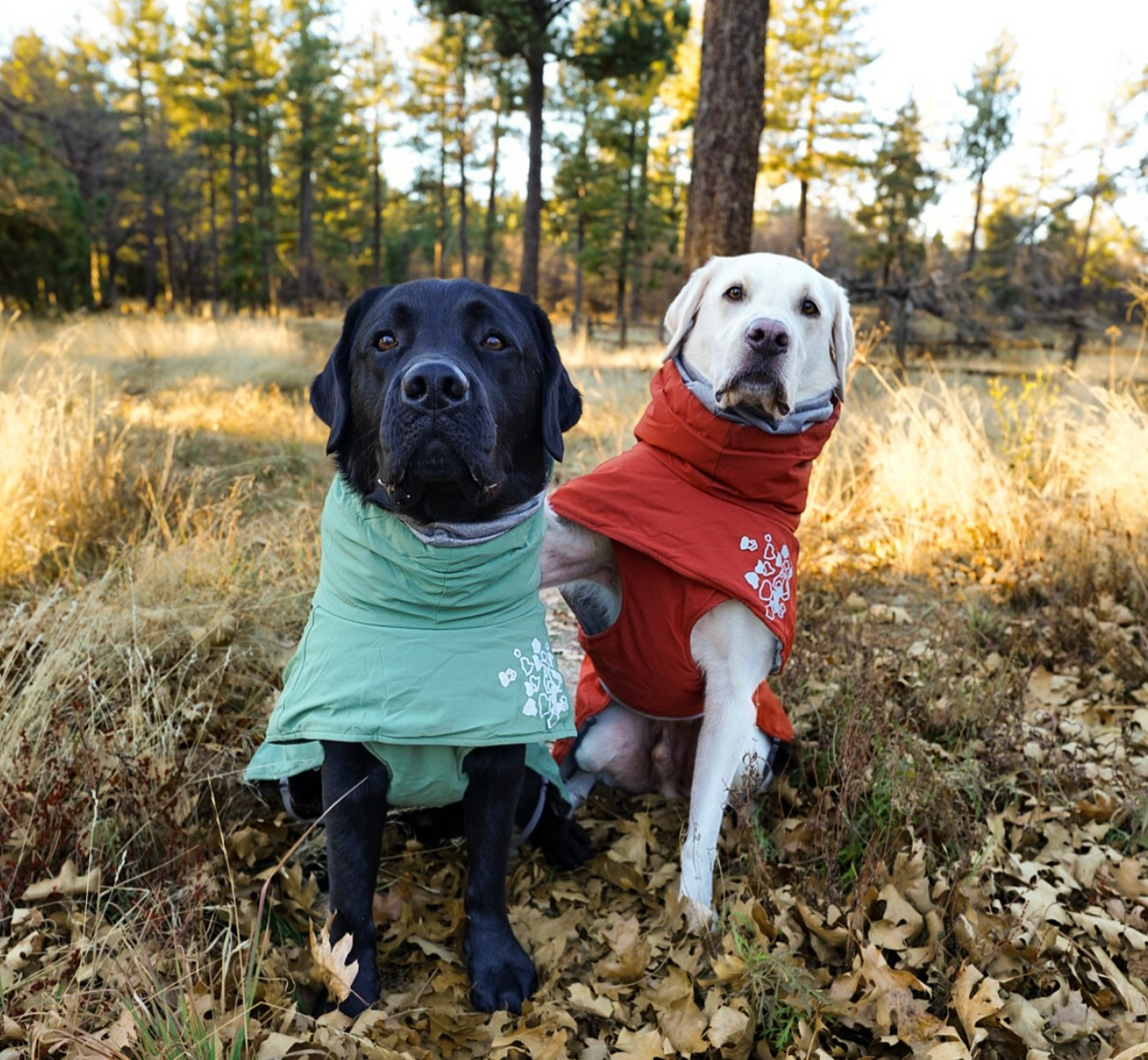 Two dogs, one black and one white, sit side by side in a forest clearing. The black dog wears a green jacket, and the white dog wears a red jacket. Both dogs are looking at the camera, surrounded by dry grass and leaves with trees in the background.