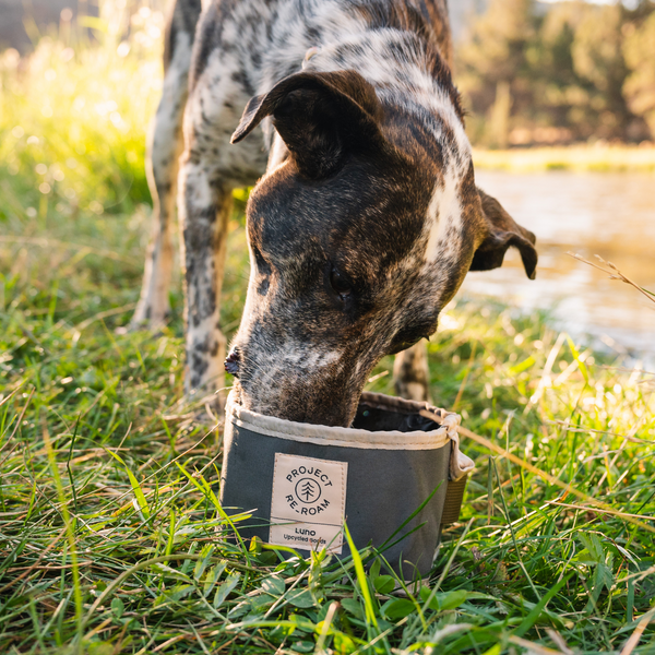 Collapsible Dog Bowl Luno