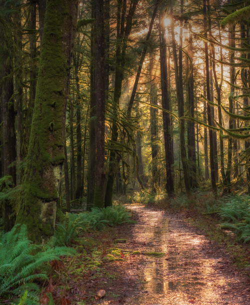 A sunlit forest scene with a dirt trail winding through tall, moss-covered trees. The warm sunlight filters through the dense foliage, casting shadows and illuminating the green ferns and undergrowth along the path. The atmosphere is serene and inviting.